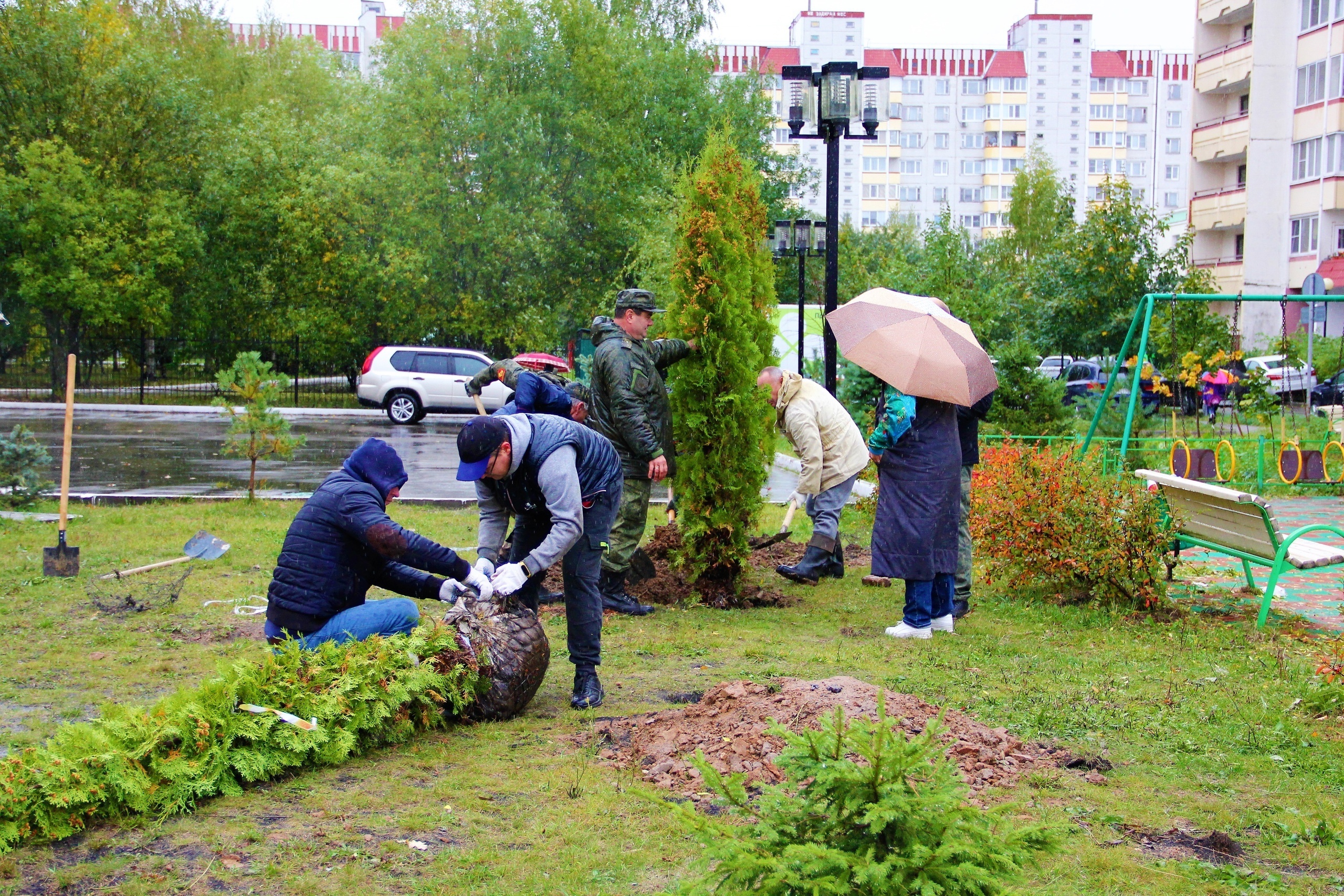 Посади дерево. Краснознаменск лес. Деревья новости. Шеф сажает дерево.