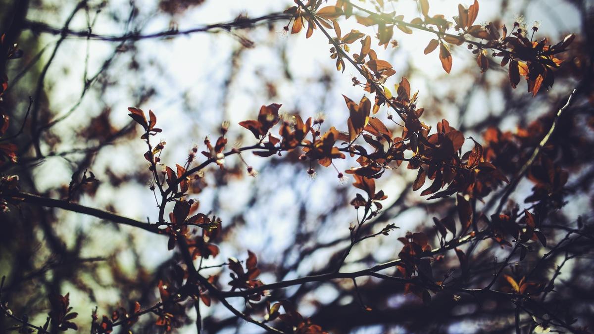 осень дерево сад