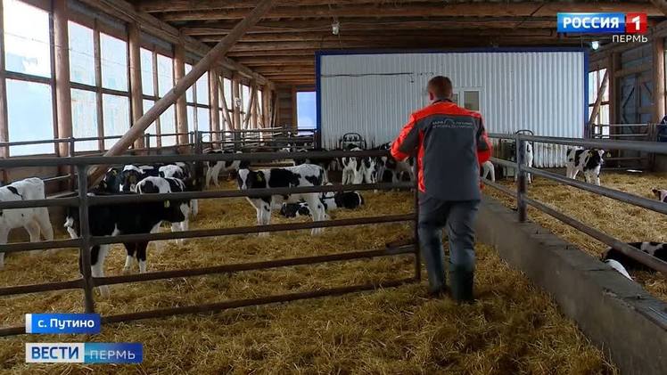 погода путино на 10