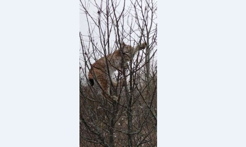 рысь в амурской области. собака загнала рысь на столб. рысь алабая. в каком году рысь сидела на столбе в чите. собака загнала рысь на столб.