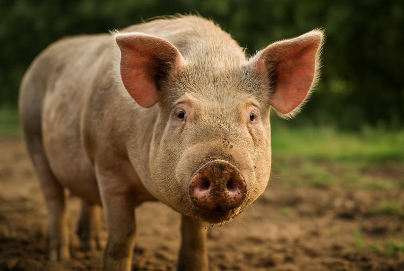 Домашняя свинья