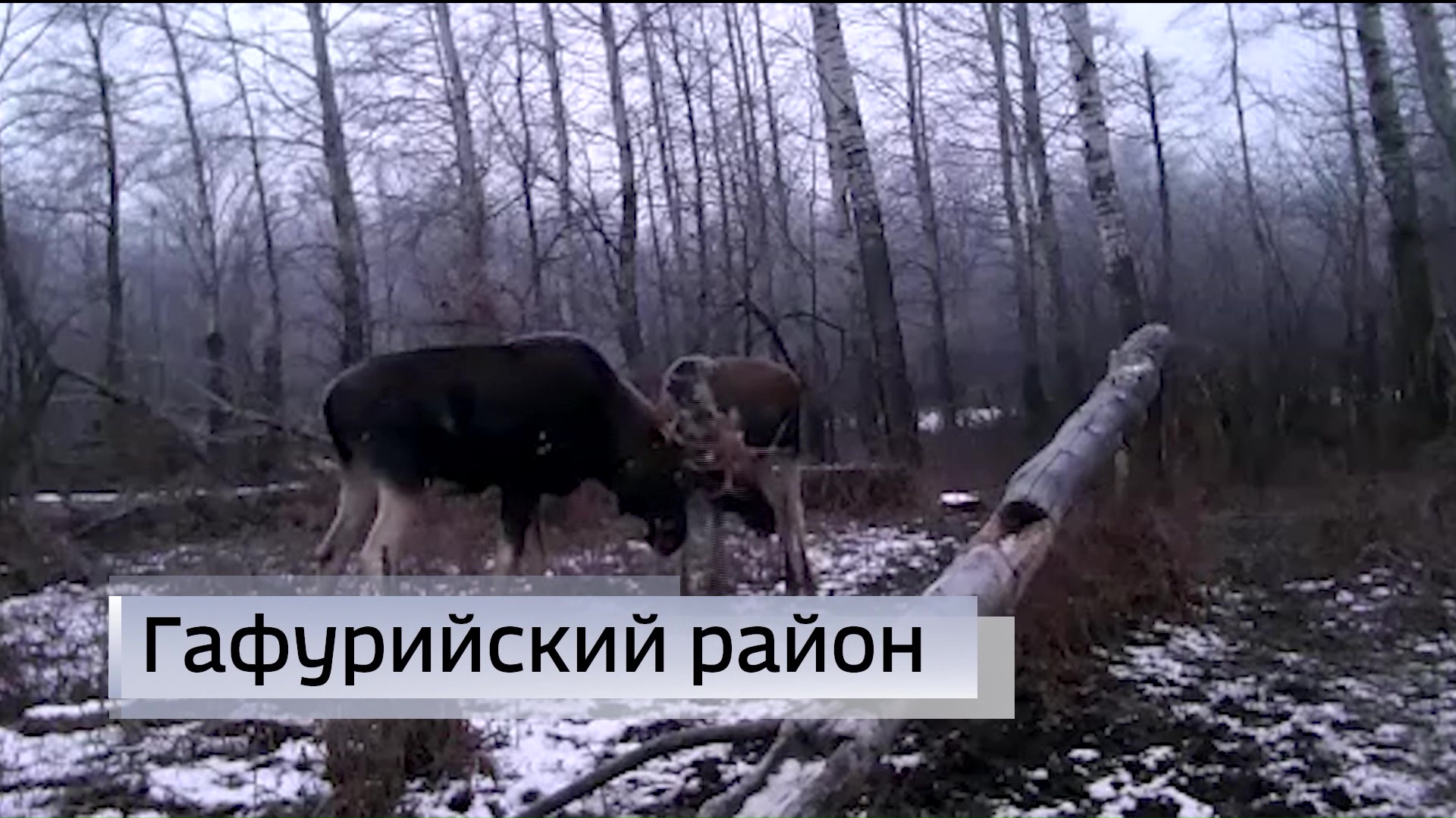 Поединок лосей попал в объектив фотоловушки в Гафурийском районе Башкирии