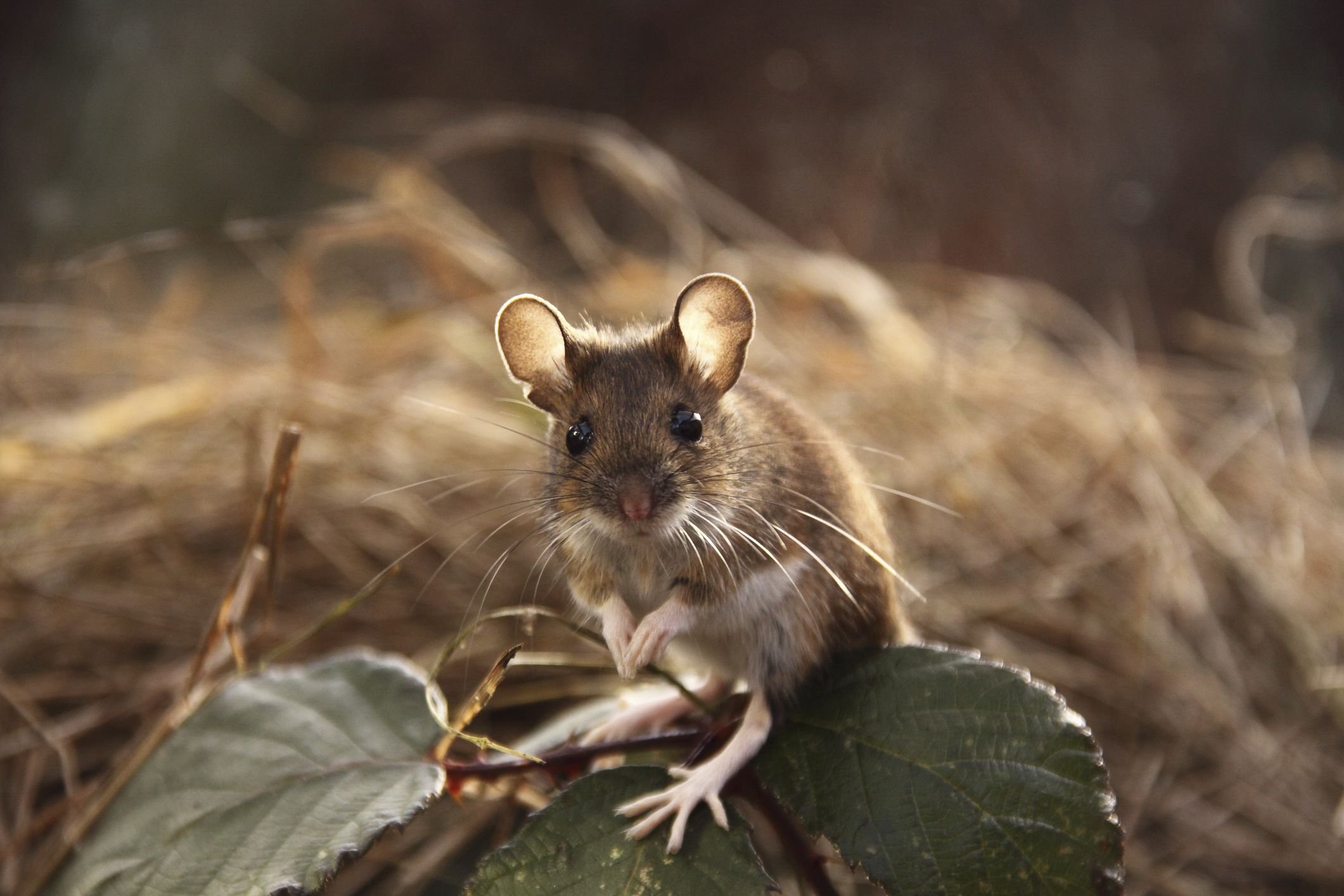 Наведи мышь. Mus musculus домовая мышь. Желтогорлая мышь. Малая бамбуковая крыса. Apodemus sylvaticus.