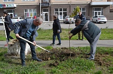 В Георгиевске высадили молодые клёны и липы