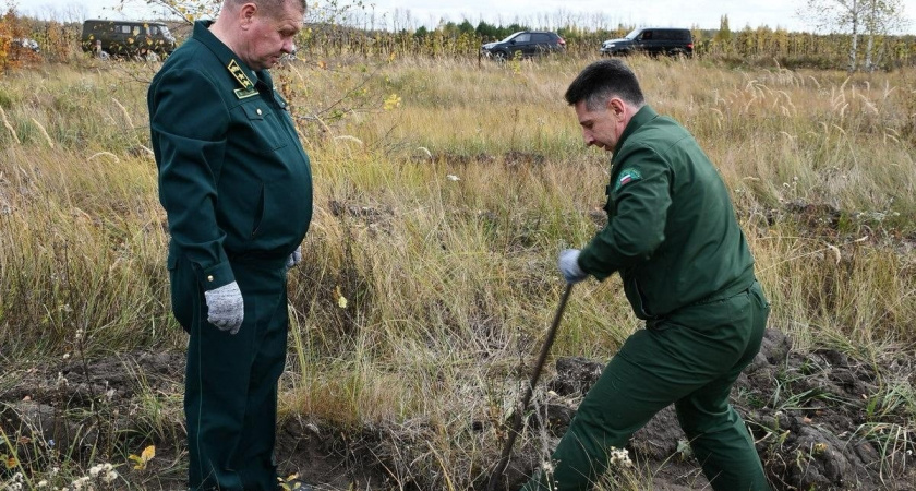 В Лопатинском районе высадили около 1000 сеянцев дуба черешчатого