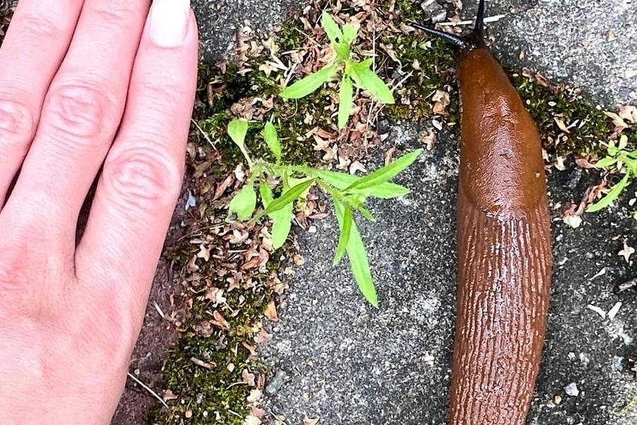 Испанские слизни в подмосковье. Коричневые слизни в подмосковье. Слизняки в москве. Испанский слизняки нашествие. Испанские слизни в подмосковье.