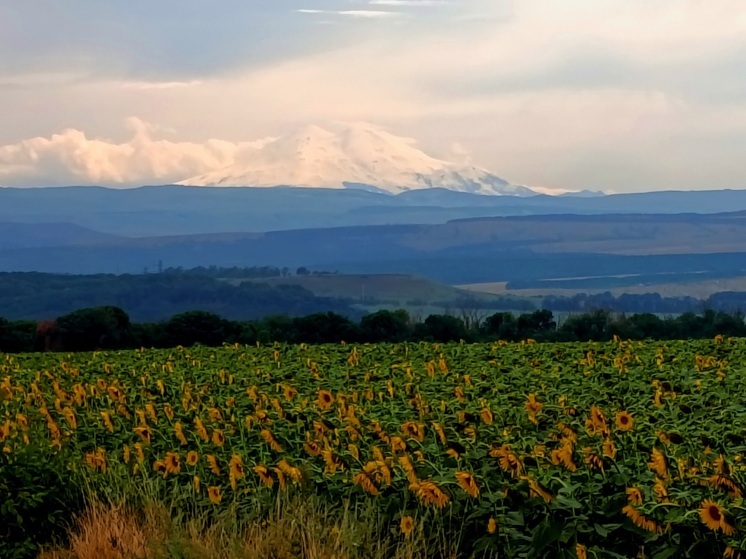На Ставрополье выявлены очаги мароккской саранчи