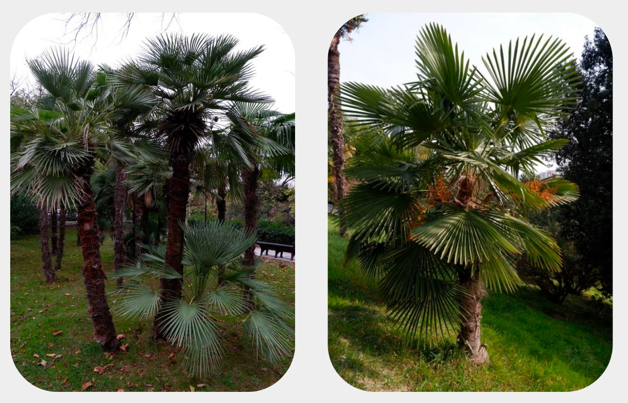 Трахикарпус Форчуна (Trachycarpus fortunei H.Wendl.)