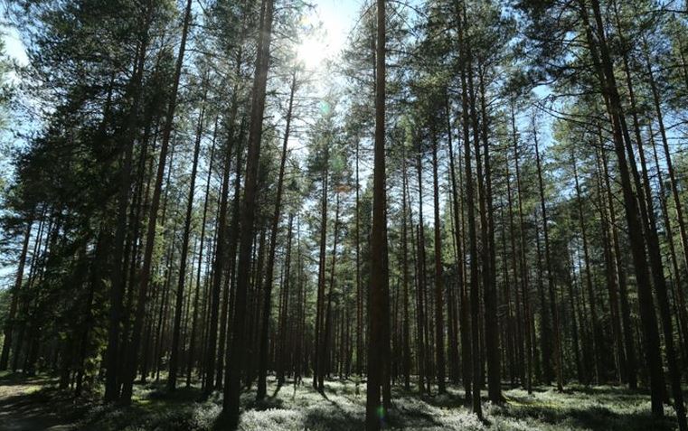 У новгородской компании забрали лесной участок в Череповецком районе