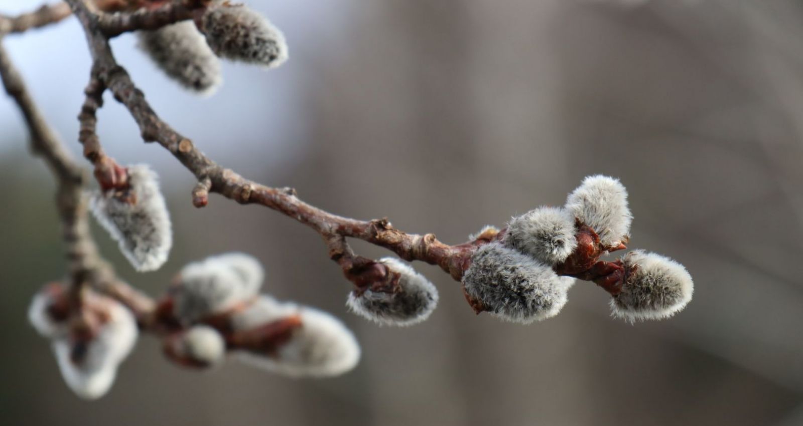 Верба православие. Погода верба. Погода верба. Верба 2022. Цветущая верба дерево.
