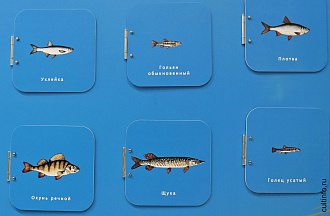 Сколько лет растет рыба, прежде чем попадет к нам на стол, расскажут на музейной лекции
