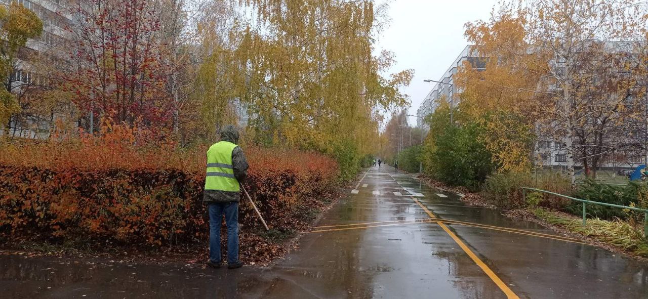 Осень снимала с лесов. Опиловка, валка деревьев. Деревья вид снизу вверх. Туманное осеннее утро. Сбор листвы осенью.