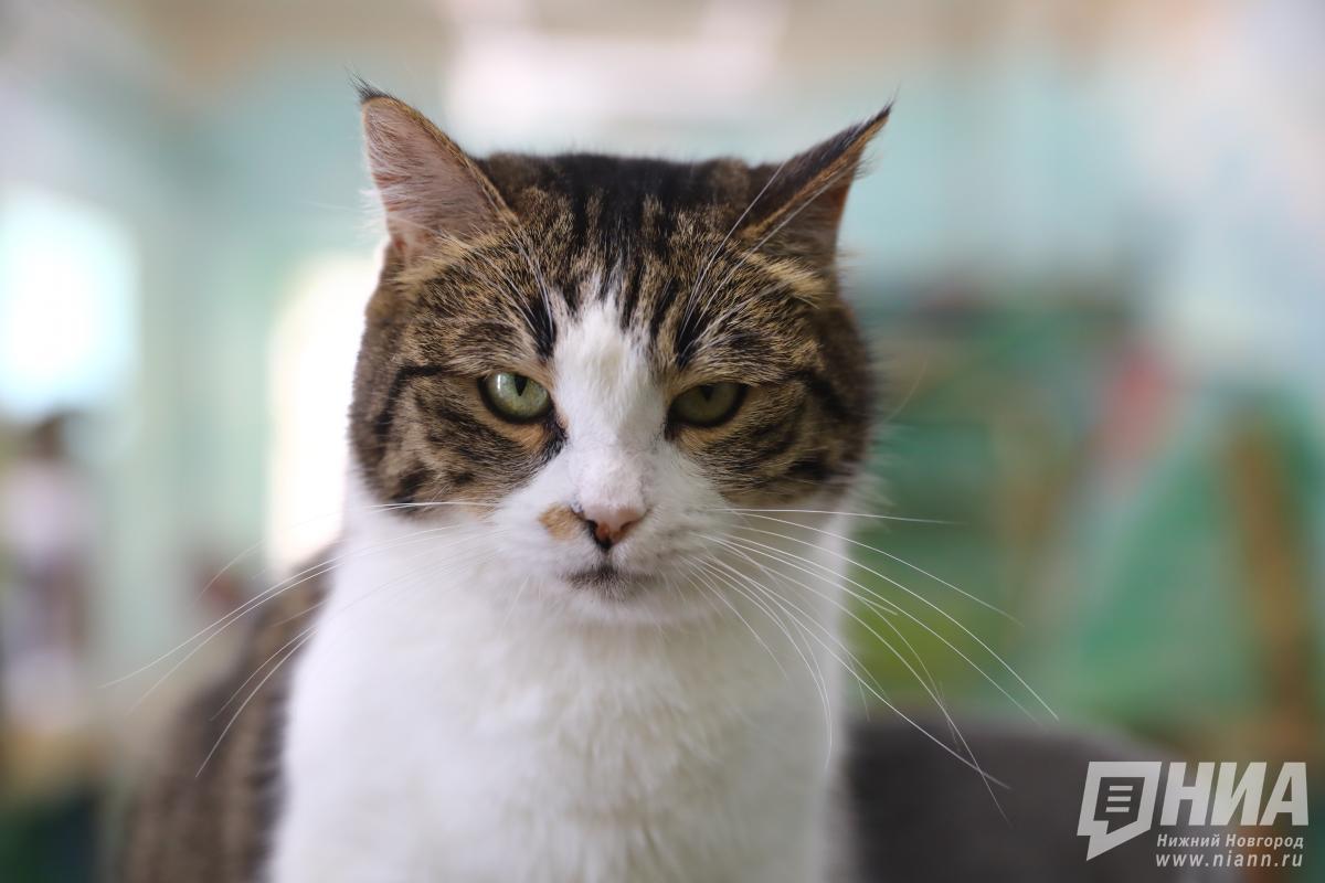 Приставы освободили квартиру от нижегородки-должницы и её кошачьего приюта