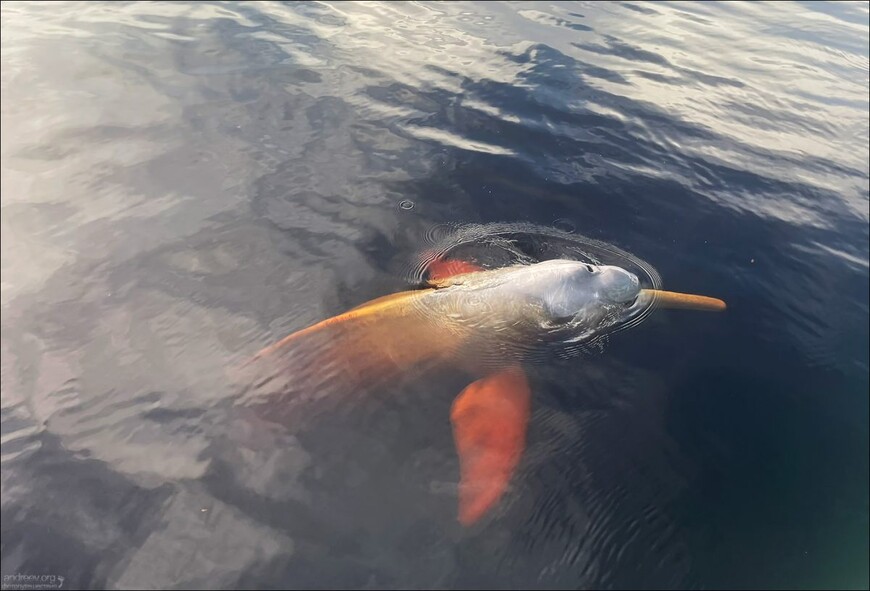 Розовые дельфины Черной реки