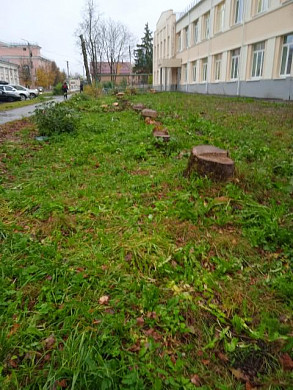 В Тейкове перед медицинском учреждением срубили все деревья