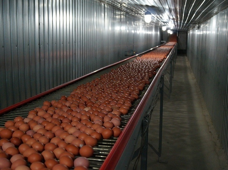 Агрофирма восток магазин. Агрофирма восток огуднево. Агрофирма багратионовская. Агрофирма восток магазин. Агрофирма восток продукция.