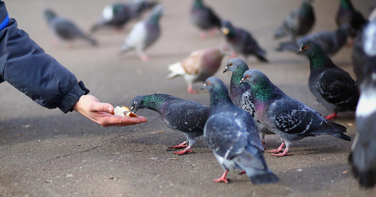 Почему нет голубей. Куча голубей. Бешеный голубь. Голубь в шоке. Почему нет голубей.