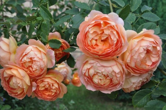 Английская парковая роза Леди оф Шалот (Lady of Shalott): описание и ...