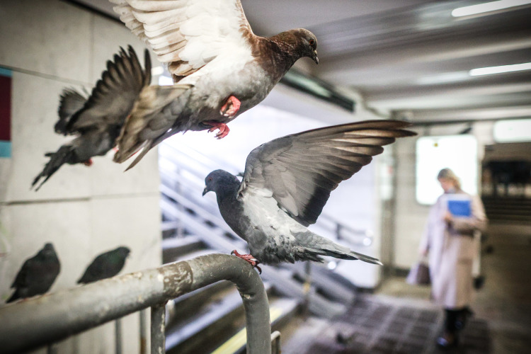 Российская компания Neiry испытала голубей-биодронов с вживленными в мозг нейрочипами