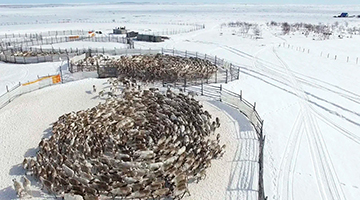 Языковое наследие саамов: от живых диалектов до исчезающих идиом