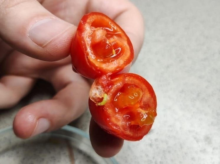  В Красноярск из Китая доставили помидоры с томатной молью