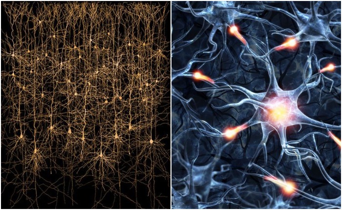 Считается, что нейросеть работает по тем же правилам, что и человеческий интеллект. Но, возможно, это не так, и настоящий мозг всегда будет выигрывать конкуренцию у искусственного