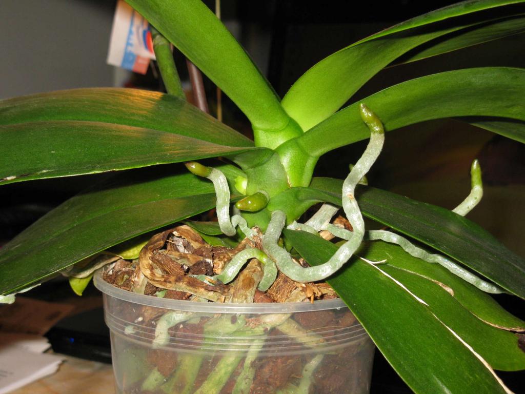 Как должна выглядеть орхидея We cover roots with a moss. Why the orchid starts increasing air roots and that 