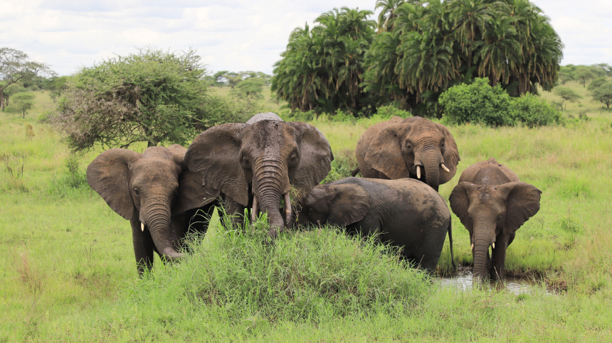 Зоологи обнаружили способность африканских слонов звать друг друга по именам
