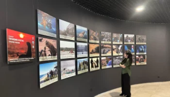 Фотовыставка «Попавшие в петлю: спасение тюленей» открылась на Камчатке