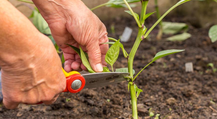 Перец надо обрывать листья и пасынки. Сладкий перец пасынкование. Пасынковать перец в теплице. Пасынкование перца. Перец надо обрывать листья и пасынки.