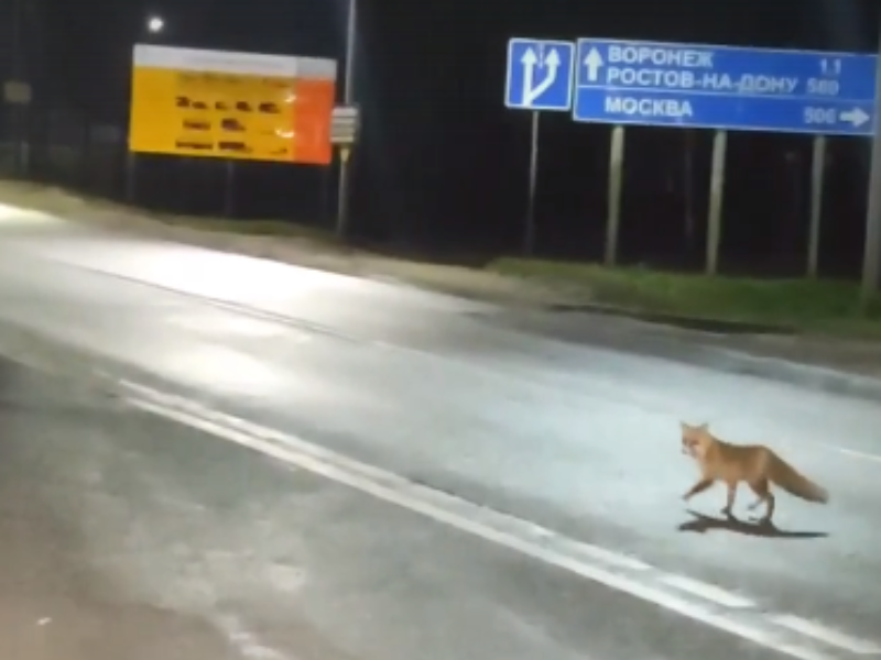 Лиса гонится за косулей скорость. Лиса на дороге. Лисы в Воронежской области. Рыжая лисица выбежала на дорогу. Лиса знак на дороге.