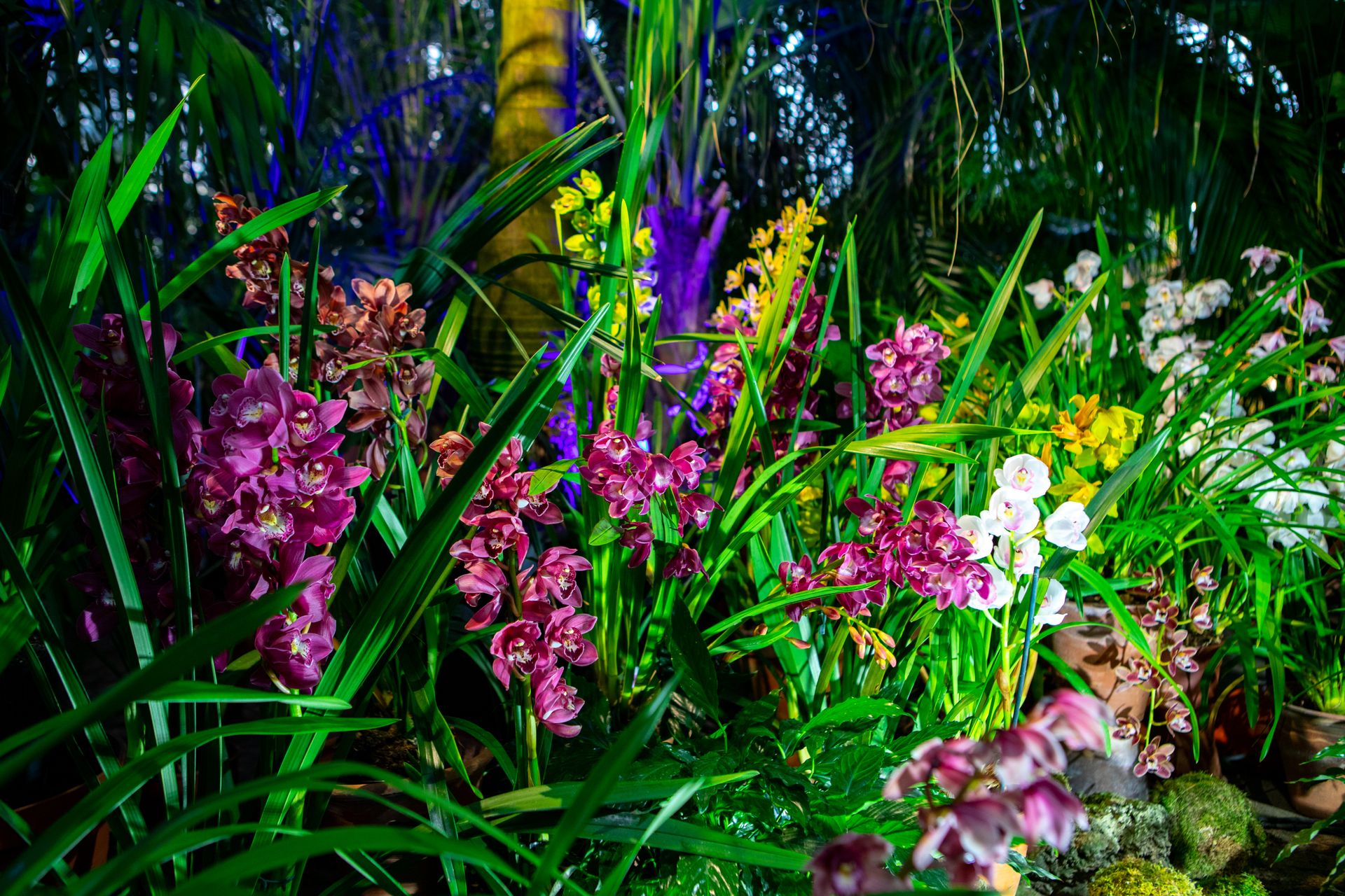 Выставка орхидей 2023. Выставка орхидей в ботаническом саду. Орхидариум в ботаническом саду рио. Ботсад мгу выставка орхидей. Фаленопсис орхидея ванда.