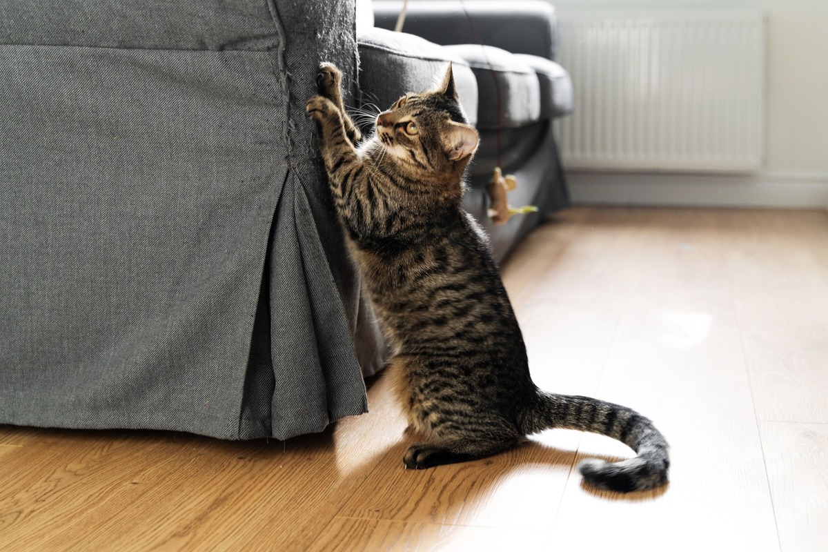 Что сделать чтобы кошка не царапала диван