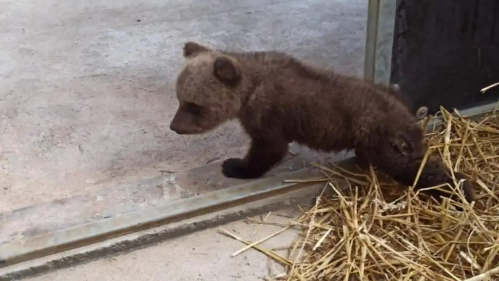 Рядом с латвийским городом Лимбажи спасли медвежонка без матери