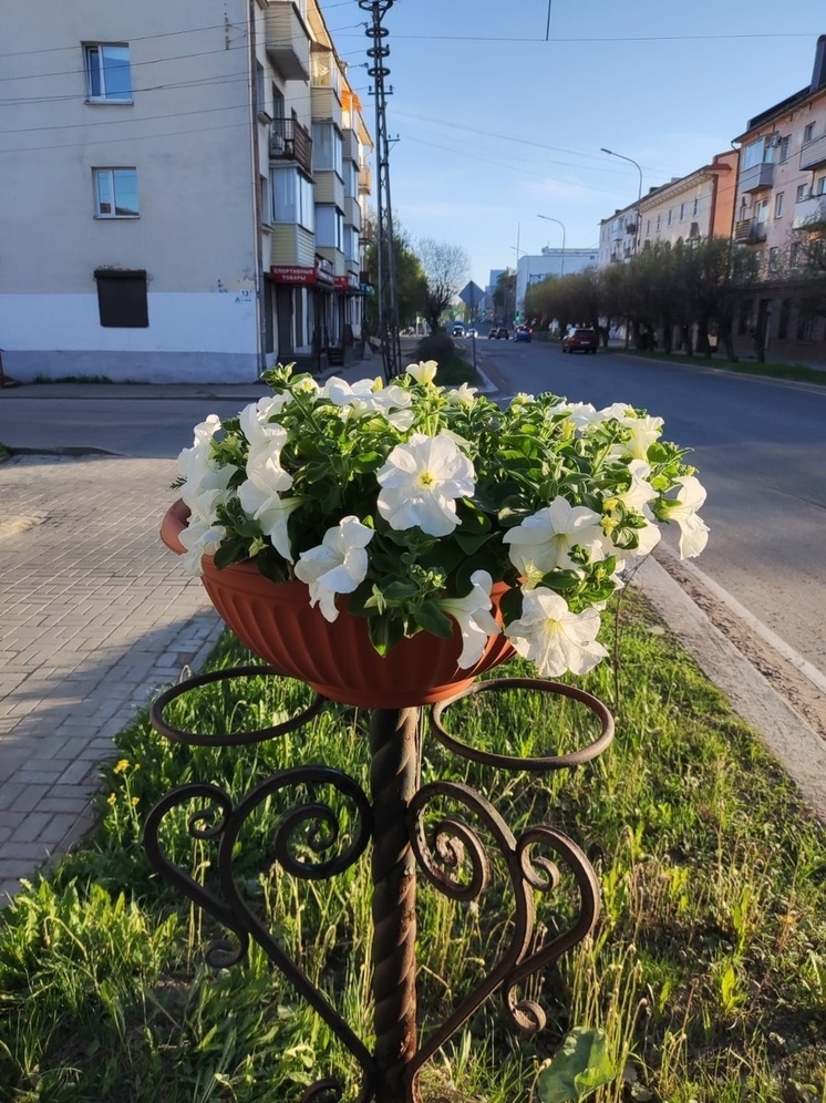 Власти Сортавалы ищут похитителя петуний