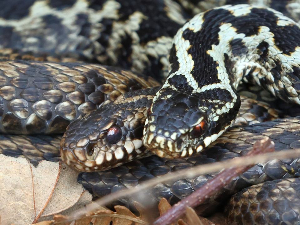 Змея из Индии в московской квартире: экзотическая гадюка укусила школьницу