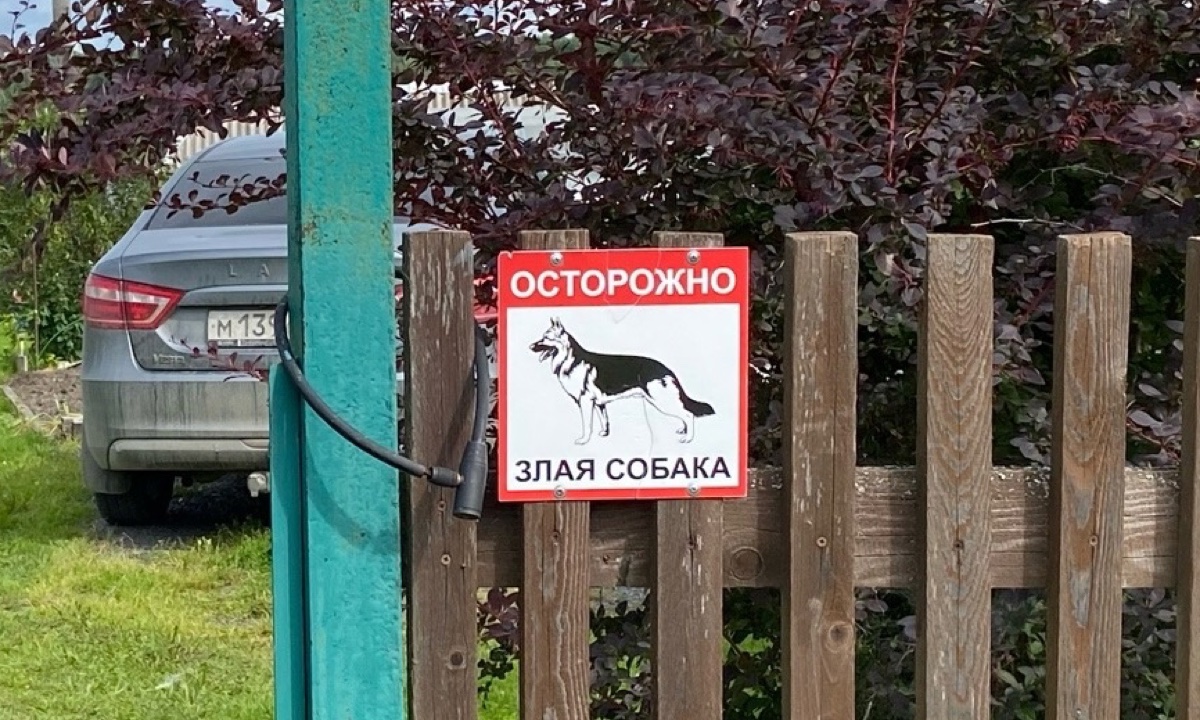 Выгульщик собак спб. Выгул собак сша. Штрафы за выгул собак 2024. Штраф за выгул собак без намордника. Список собак запрещенных к выгулу без намордника.