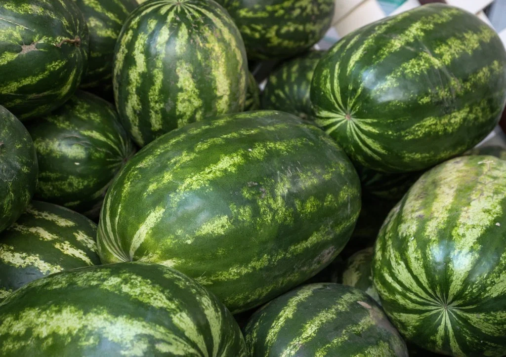 бахча арбузная. арбуз. поздние арбузы. ростовские арбузы. прилавок с арбузами.