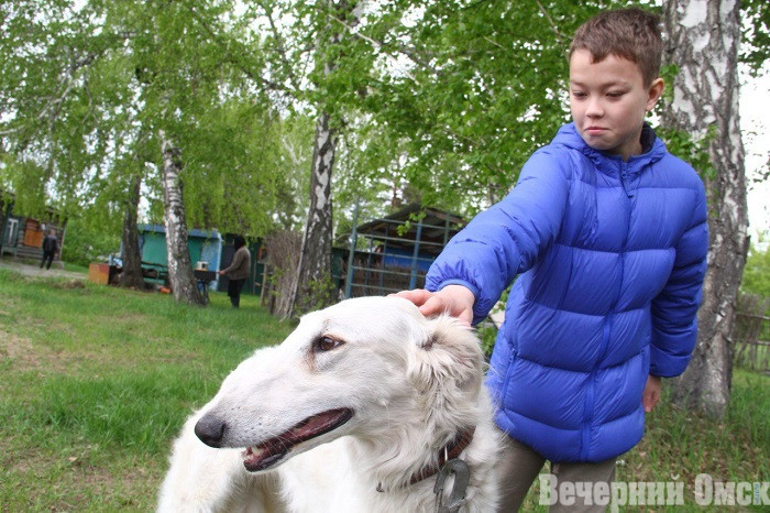 Лайки, борзые и гончие: в Омске прошла выставка охотничьих собак