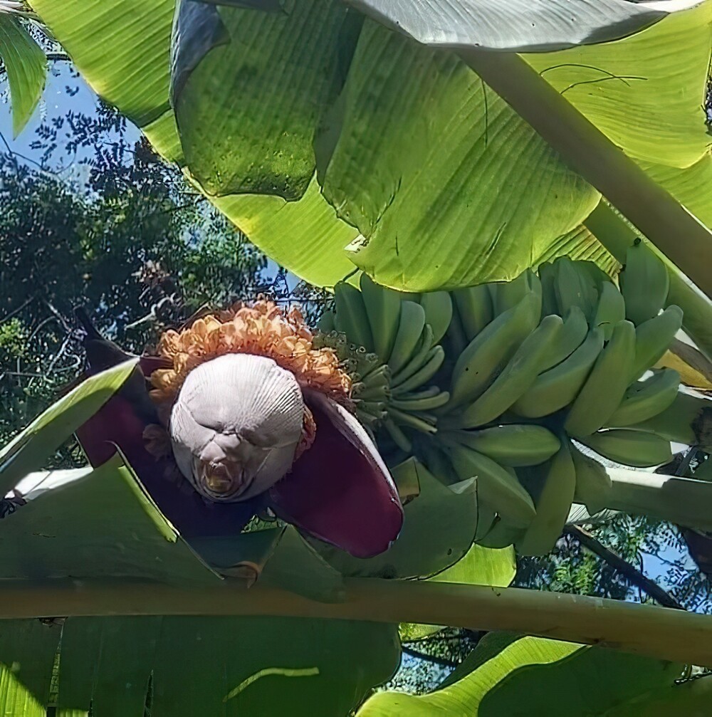16. Цветок банана