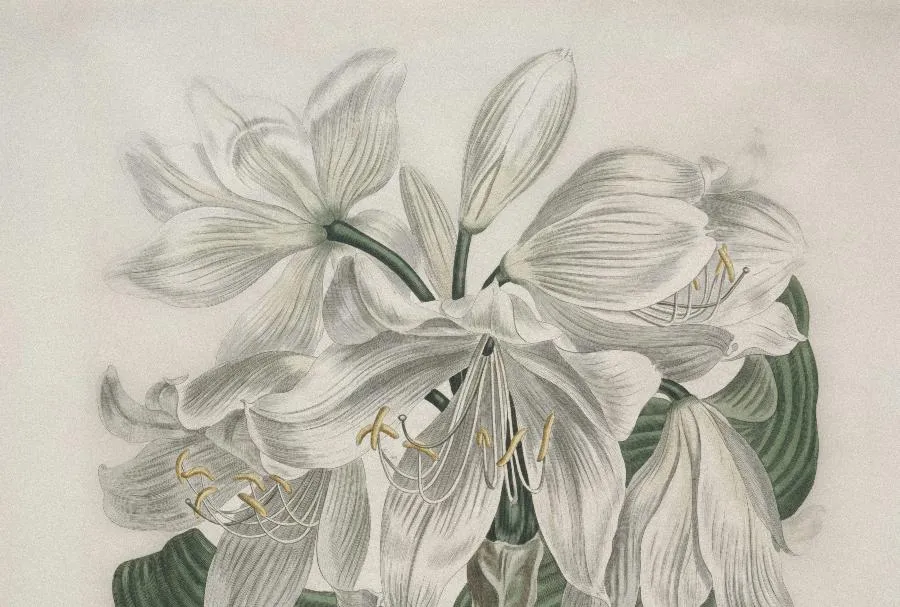 Художник и его друзья. В Петербурге открылась выставка «Пикассо. Художник среди поэтов» | ФОТО The Cleveland Museum of Art on Unsplash