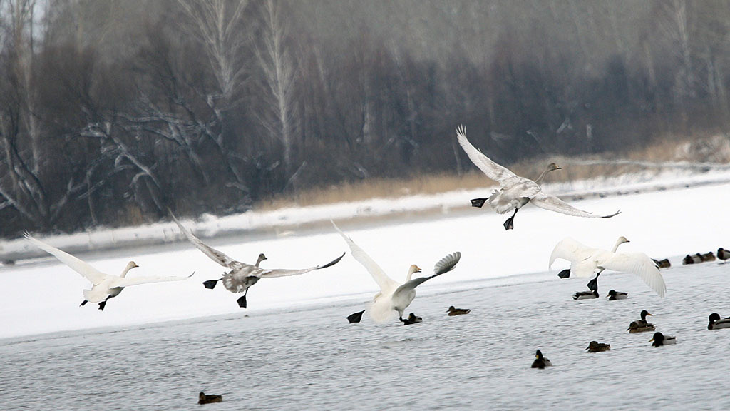 В Алтайском крае расширили объем исследований диких птиц Фото №1