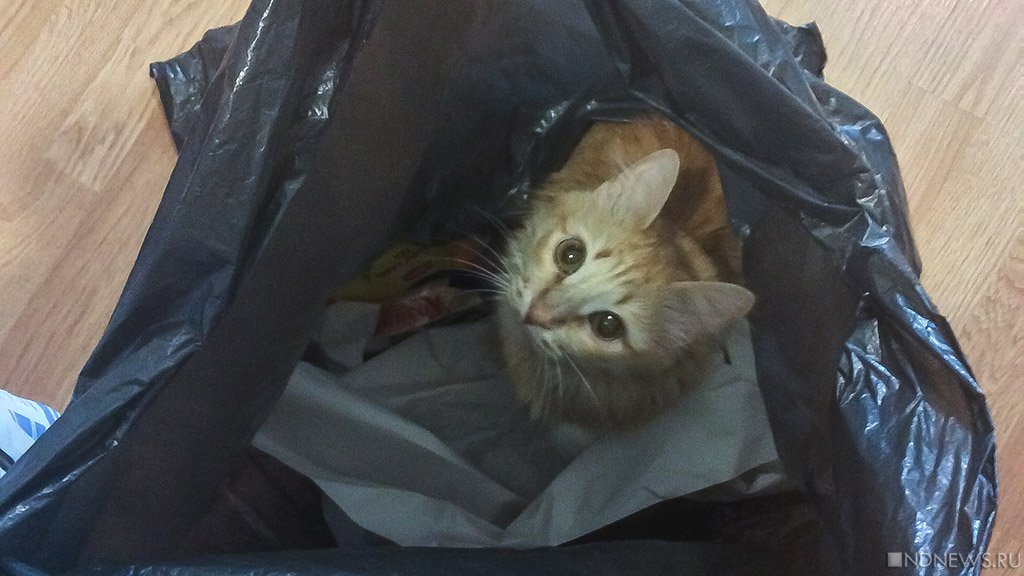 13 ноября ожидаются следующие события – Челябинск