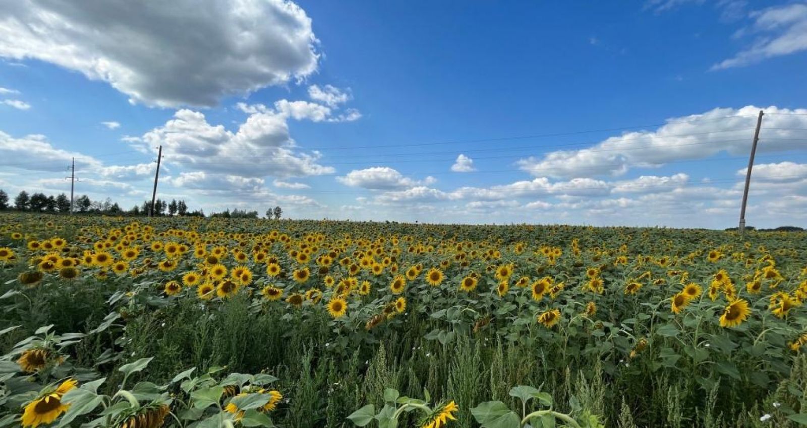 Подсолнечник барнаул