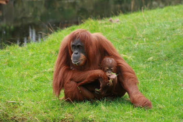 орангутаны еда.jpg