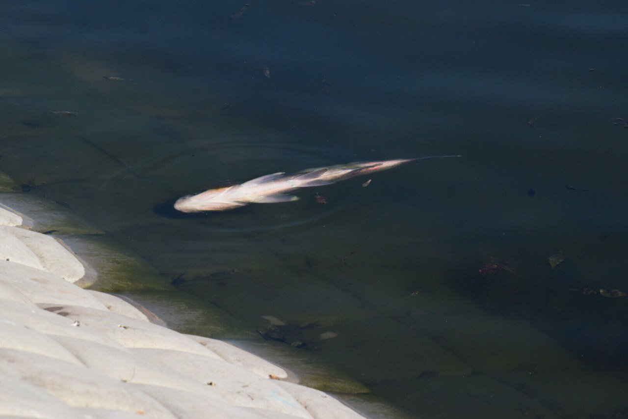 Рыба в ручье. Кто то отравился в речке. Башкирия река изяк. Река поля кривандино. Кто то отравился в речке.