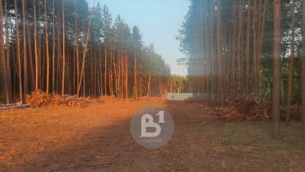 Воронежцы пожаловались на массовую вырубку деревьев в районе Отрожки