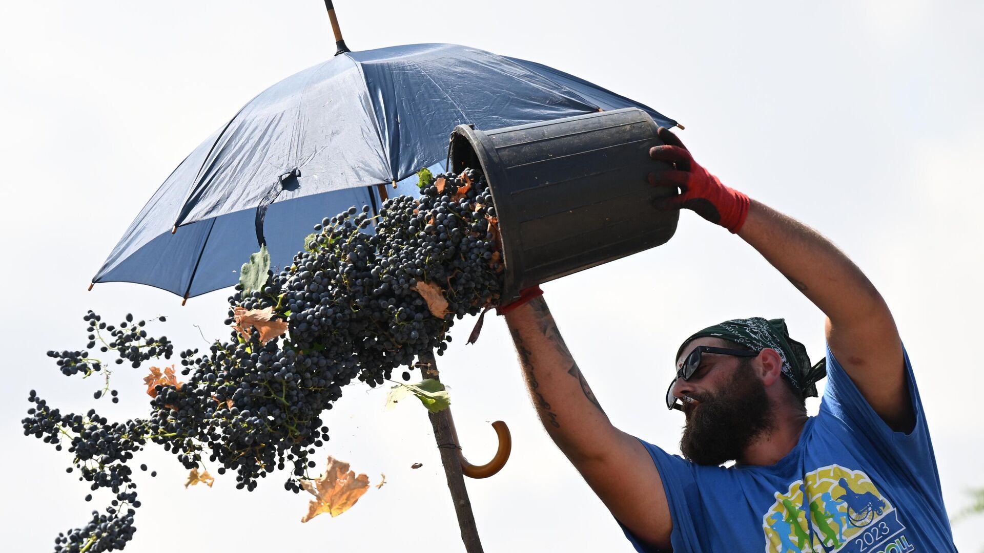 Сбор урожая винограда - ртвели, в восточной Грузии, в регионе Кахети - Sputnik Грузия, 1920, 27.09.2025