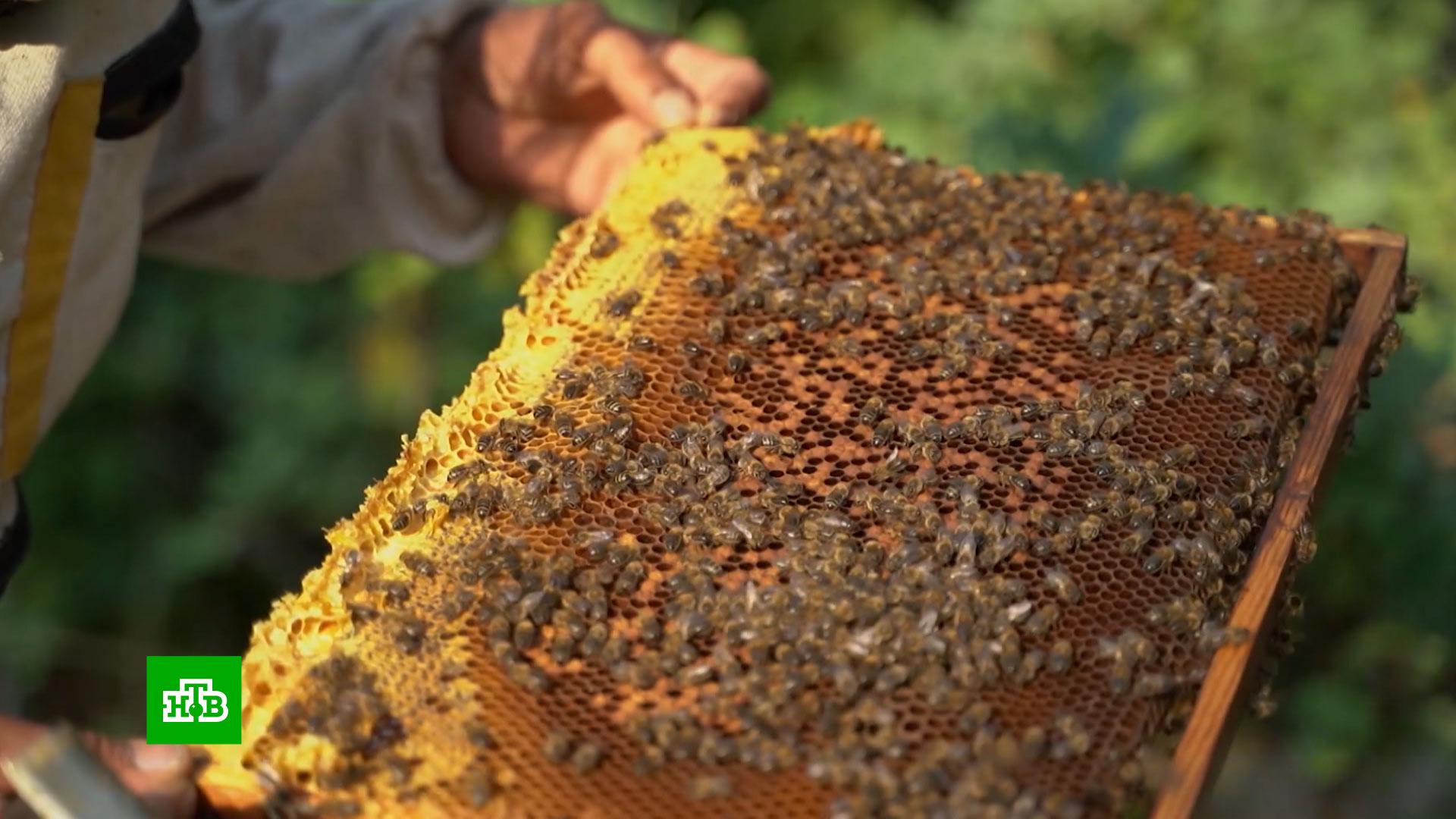 Пчелиный мёд. Пчелы Башкирии. Улей для пчел. Улей пчел в природе. Купить пчел в башкирии