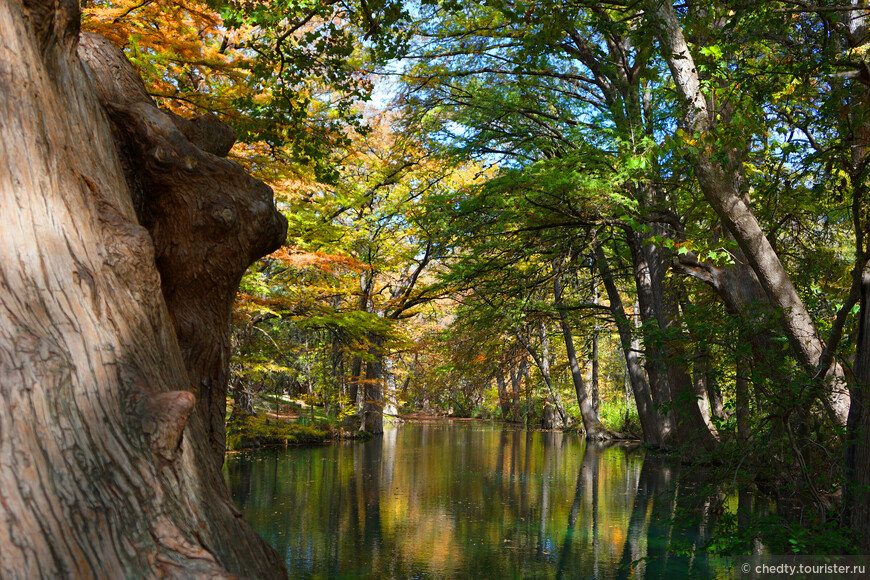 Жизнь на опушке леса